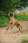 jumping French Bulldog