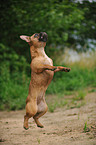 jumping French Bulldog