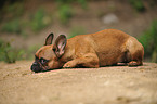 lying French Bulldog