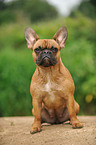 sitting French Bulldog