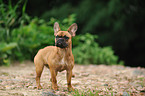 standing French Bulldog