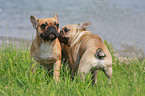 French Bulldogs