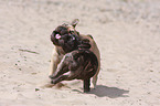 playing French Bulldogs