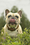 French Bulldog Portrait