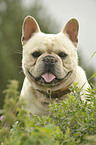 French Bulldog Portrait