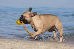 playing French Bulldog