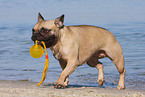 playing French Bulldog