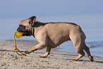 playing French Bulldog