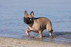 walking French Bulldog