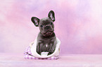 French Bulldog Puppy