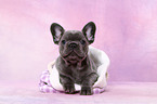 French Bulldog Puppy