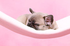 French Bulldog Puppy