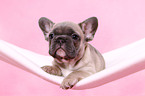 French Bulldog Puppy