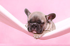 French Bulldog Puppy