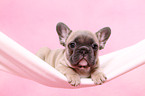 French Bulldog Puppy