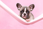 French Bulldog Puppy