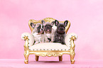 French Bulldog Puppies