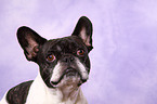 French Bulldog Portrait