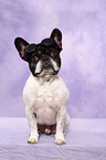 sitting French Bulldog