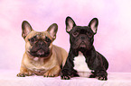 French Bulldogs