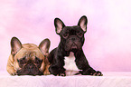 French Bulldogs