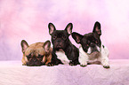 French Bulldogs