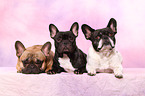 French Bulldogs