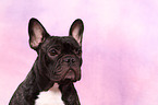 French Bulldog Portrait