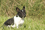 sitting French Bulldog