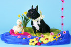 sitting French Bulldog