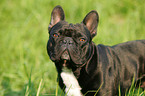 French Bulldog Portrait