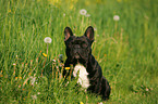 sitting French Bulldog