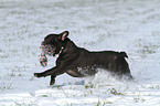 playing French Bulldog