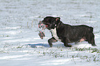 playing French Bulldog