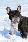 French Bulldog with toy