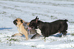 French Bulldog and Pug