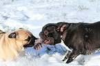 French Bulldog and Pug