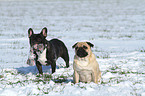 French Bulldog and Pug