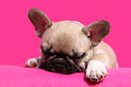 French Bulldog Puppy