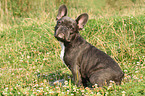 sitting French Bulldog