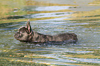 swimming French Bulldog