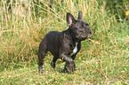 walking French Bulldog