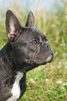 French Bulldog Portrait