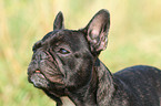 French Bulldog Portrait