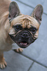 French Bulldog