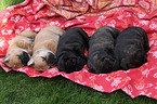 French Bulldog Puppies