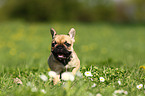 French Bulldog puppy