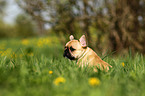 French Bulldog puppy