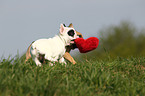 2 French Bulldog puppies