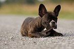 lying French Bulldog